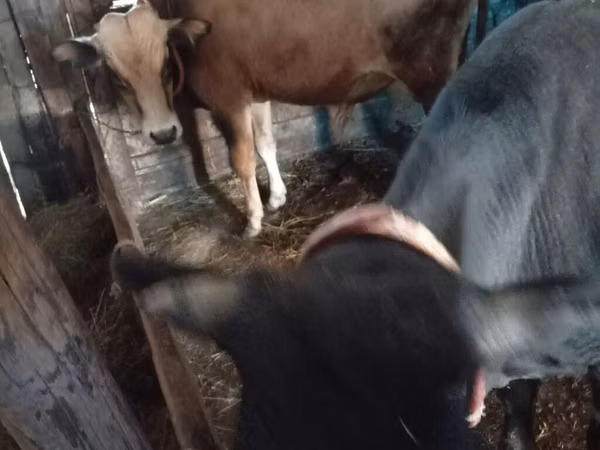Bull, Cattle