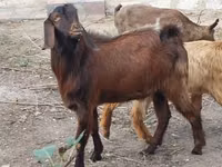 Ri’ dhaddig, Goats — sawirka 1