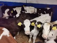 Toro, Russian Black pied cattle — foto 1