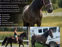 母马, Przewalski's horse — 照片 1