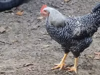 Chickens — 照片 2