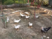 Ducks — फ़ोटो 1