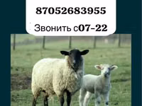 Ram, Gorkov sheep — photo 1