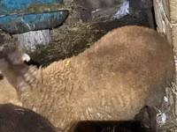 Wad, Shirvan sheep — sawirka 5