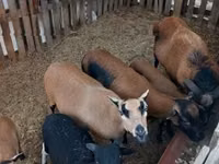 भेड़ें (लॉट, लिंग निर्दिष्ट नहीं), Cameroon sheep — फ़ोटो 2