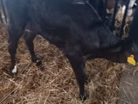 Cow, Limousin cow — photo 4