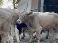 Bull, Swiss cattle — photo 1