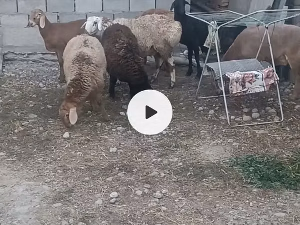 Ido, Sheep