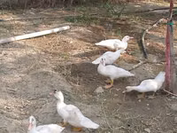 Ducks — फ़ोटो 4