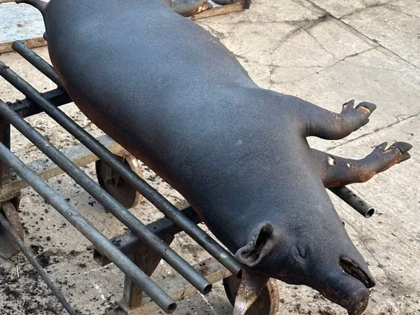 公猪, Pigs