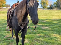 Faras dhaddig, Rocky Mountain Horse — sawirka 4