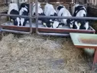 सांड, गोलस्टीन नस्ल — फ़ोटो 2