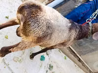 मेढ़ा, Hissar sheep — फ़ोटो 2