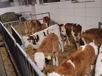 Ng'ombe (kikundi, jinsia haijatajwa), Simmental cattle — picha 3
