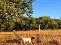 Goat, Boer goat — photo 8