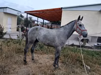 公马, Thoroughbred horse — 照片 3