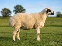 Ram, Beltex sheep — photo 1