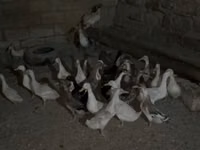 Geese — फ़ोटो 6