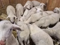 Ram, Merinoland sheep — photo 2