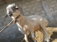 公羊, Sheep — 照片 1