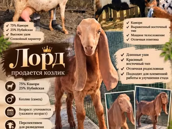 公山羊, Kamori goats