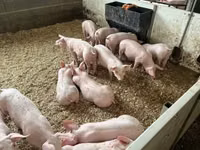 Pigs (batch, sex not specified) — photo 1