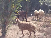 Ri’ dhaddig, Goats — sawirka 7