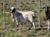 Ram, Sheep — photo 7