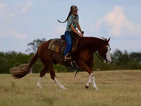 Hengst, Quarter Horse — Foto 7