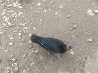Ducks — फ़ोटो 4