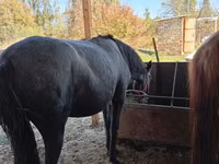 Mare, Horses — photo 5