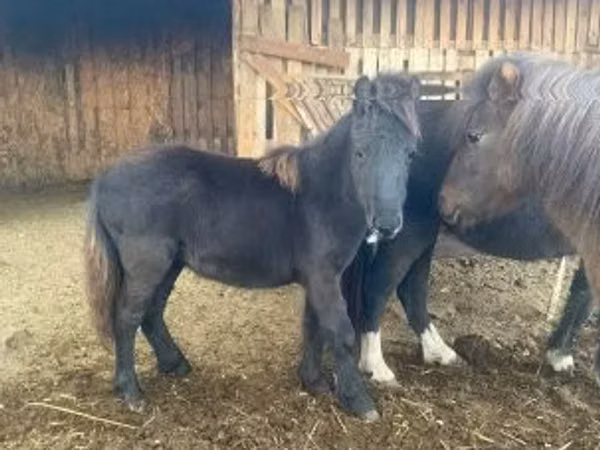 Mare, Shetland Pony