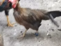 Chickens — 照片 2