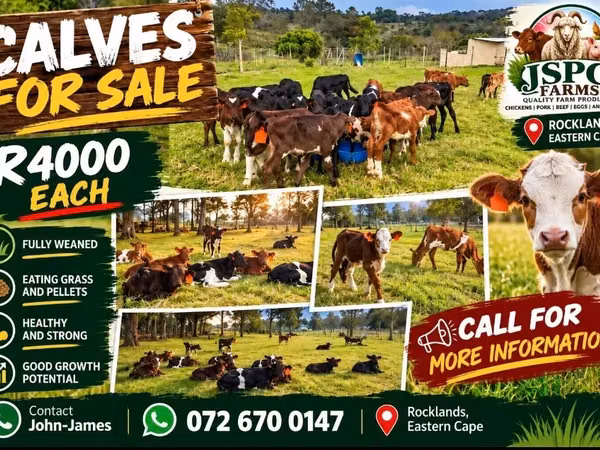 Bovinos (lote, sexo no especificado), Simmental cattle