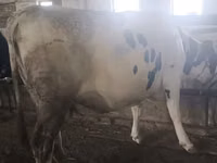 Cow, Holstein breed — photo 5