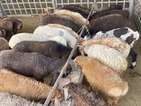 Sheep, Krasnoyarsk sheep — photo 4