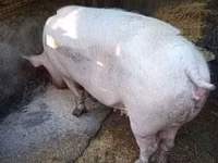 Sow, Pigs — photo 7
