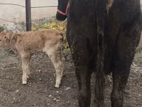 Cow, Cattle — photo 1