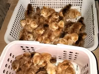 Rhode Island Red — photo 1