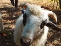 公羊, Racka sheep — 照片 1