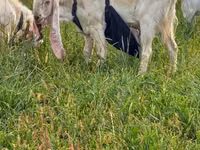 बकरा, Gulabi goats — फ़ोटो 1