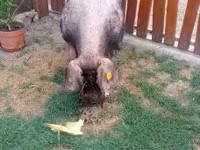 Boar — photo 4