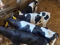 Toro, Russian Black pied cattle — foto 2