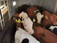 Bull, Cattle — photo 1