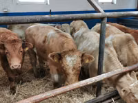 Cattle (batch, sex not specified), Hereford — photo 6