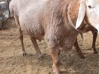 كبش, Katum sheep — الصورة 3
