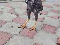 पर्ल ग्रे — फ़ोटो 3