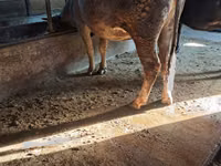 Vaca, Ganado vacuno — foto 2