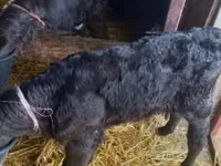 Dibi, Limousin cow — sawirka 1