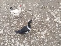 Ducks — फ़ोटो 3
